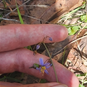 Dianella sp. at Bermagui, NSW - 6 Dec 2024 10:50 AM