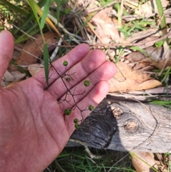 Dianella sp. at Bermagui, NSW - 6 Dec 2024 10:50 AM