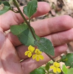 Goodenia ovata (Hop Goodenia) at Bermagui, NSW - 6 Dec 2024 by TheCrossingLand