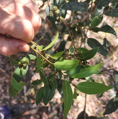 Notelaea venosa (Large Mock Olive) at Bermagui, NSW - 6 Dec 2024 by TheCrossingLand