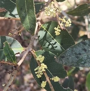 Notelaea venosa at Bermagui, NSW - 6 Dec 2024 10:10 AM