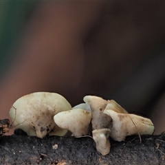 Hymenoscyphus at Uriarra Village, ACT - 15 May 2024