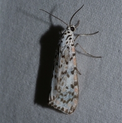 Utetheisa (genus) (A tiger moth) at Freshwater Creek, VIC - 15 Apr 2020 by WendyEM