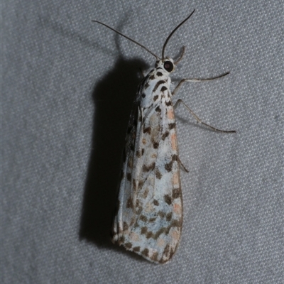 Utetheisa (genus) (A tiger moth) at Freshwater Creek, VIC - 15 Apr 2020 by WendyEM