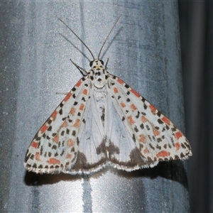 Utetheisa pulchelloides at Freshwater Creek, VIC - 16 Apr 2020 12:04 AM