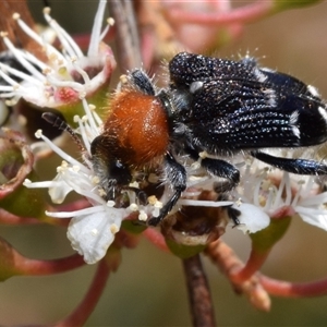 Zenithicola crassus at Jerrabomberra, NSW - 6 Dec 2024