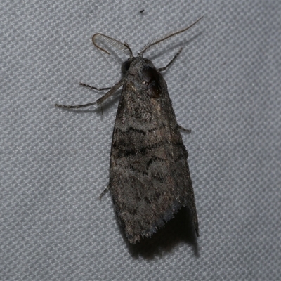 Uraba lugens (Gumleaf Skeletonizer) at Freshwater Creek, VIC - 16 Apr 2020 by WendyEM