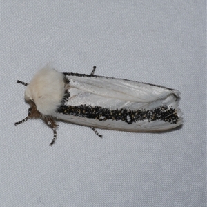 Oenosandra boisduvalii (Boisduval's Autumn Moth) at Freshwater Creek, VIC by WendyEM