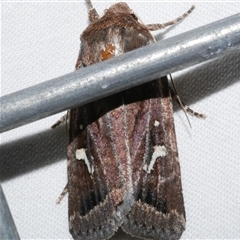 Proteuxoa bistrigula (An Owlet Moth) at Freshwater Creek, VIC - 16 Apr 2020 by WendyEM