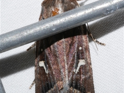 Proteuxoa bistrigula (An Owlet Moth) at Freshwater Creek, VIC - 15 Apr 2020 by WendyEM