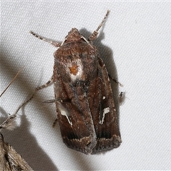 Proteuxoa bistrigula at Freshwater Creek, VIC - 16 Apr 2020 12:15 AM