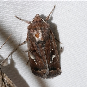 Proteuxoa bistrigula at Freshwater Creek, VIC - 16 Apr 2020