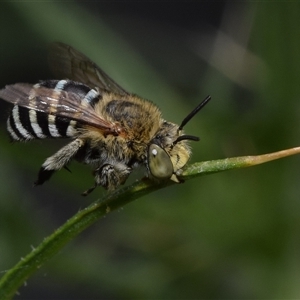 Amegilla sp. (genus) (Blue Banded Bee) at Jerrabomberra, NSW by DianneClarke