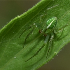 Unidentified Spider at Jerrabomberra, NSW - 5 Dec 2024 by DianneClarke