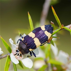 Castiarina vicina (Vicina jewel beetle) at Greenway, ACT - 5 Dec 2024 by DPRees125