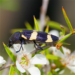 Castiarina vicina at Greenway, ACT - 5 Dec 2024