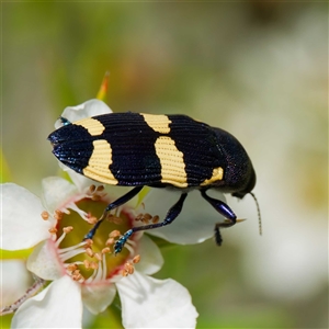 Castiarina vicina at Greenway, ACT - 5 Dec 2024