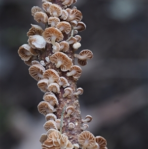 Marasmiellus affixus (Little Stinker) at Uriarra Village, ACT by KenT