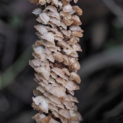 Marasmiellus affixus at Uriarra Village, ACT - 15 May 2024