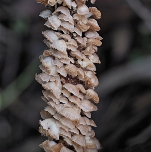 Marasmiellus affixus at Uriarra Village, ACT - 15 May 2024