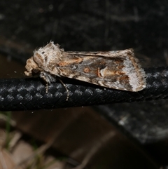 Proteuxoa florescens (owlet moth) at Freshwater Creek, VIC - 15 Apr 2020 by WendyEM