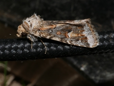 Proteuxoa florescens (owlet moth) at Freshwater Creek, VIC - 15 Apr 2020 by WendyEM