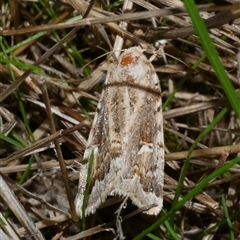 Proteuxoa florescens (owlet moth) at Freshwater Creek, VIC - 16 Apr 2020 by WendyEM