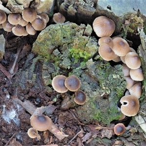 Mycena sp. ‘grey or grey-brown caps’ at Uriarra Village, ACT - 15 May 2024