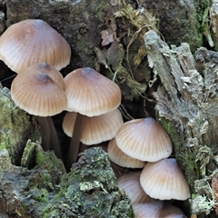 Mycena sp. ‘grey or grey-brown caps’ at Uriarra Village, ACT - 15 May 2024