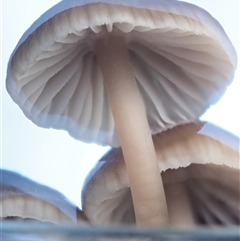 Mycena sp. ‘grey or grey-brown caps’ at Uriarra Village, ACT - 15 May 2024