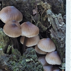 Mycena sp. ‘grey or grey-brown caps’ at Uriarra Village, ACT - 15 May 2024