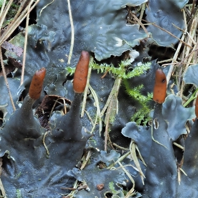 Peltigera (A foliose lichen) at Uriarra Village, ACT - 15 May 2024 by KenT