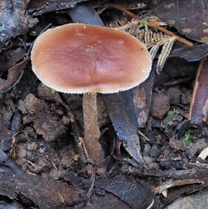 Rhodocollybia incarnata at Uriarra Village, ACT by KenT