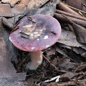 Russula 'purpureoflava group' at Uriarra Village, ACT by KenT