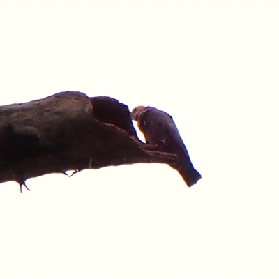 Callocephalon fimbriatum (identifiable birds) (Gang-gang Cockatoo (named birds)) at Cook, ACT - 2 Dec 2024 by CathB