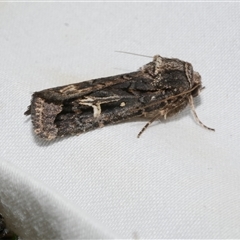 Proteuxoa nuna (A Noctuid moth (Acronictinae) at Freshwater Creek, VIC - 15 Apr 2020 by WendyEM