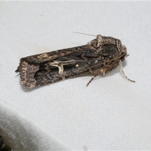 Proteuxoa nuna (A Noctuid moth (Acronictinae) at Freshwater Creek, VIC by WendyEM