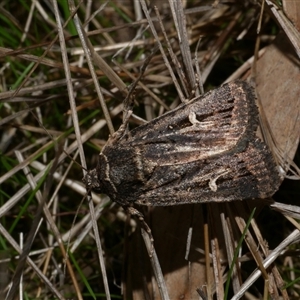 Proteuxoa nuna (A Noctuid moth (Acronictinae) at Freshwater Creek, VIC by WendyEM