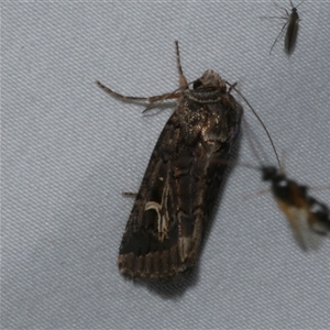 Proteuxoa nuna (A Noctuid moth (Acronictinae) at Freshwater Creek, VIC by WendyEM