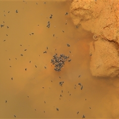 Hypogastrura sp. (genus) at Forde, ACT - 1 Dec 2024 02:54 PM