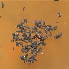 Hypogastrura sp. (genus) at Forde, ACT - 1 Dec 2024 02:54 PM