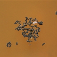 Hypogastrura sp. (genus) at Forde, ACT - 1 Dec 2024 02:54 PM