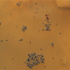 Hypogastrura sp. (genus) at Forde, ACT - 1 Dec 2024 02:54 PM