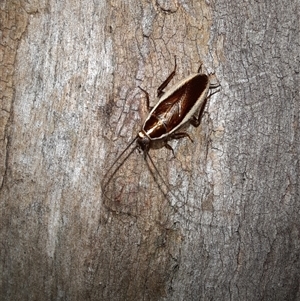 Balta bicolor (A balta cockroach) at Goulburn, NSW by glbn1