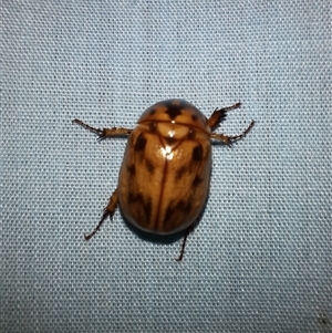 Cyclocephala signaticollis at Goulburn, NSW - 2 Dec 2024 09:02 PM