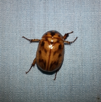 Cyclocephala signaticollis (Argentinian scarab) at Goulburn, NSW - 2 Dec 2024 by glbn1