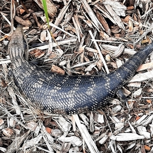 Tiliqua scincoides scincoides (Eastern Blue-tongue) at Goulburn, NSW by glbn1