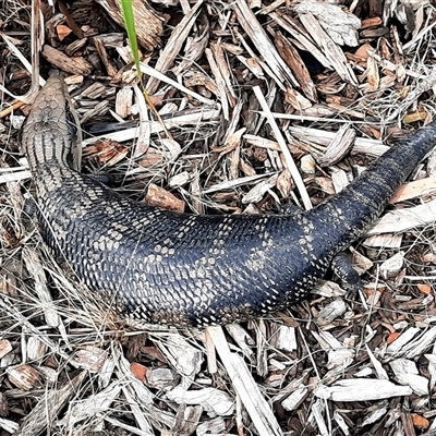 Tiliqua scincoides scincoides (Eastern Blue-tongue) at Goulburn, NSW - 1 Dec 2024 by glbn1