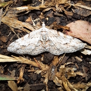 Didymoctenia exsuperata at Goulburn, NSW - 2 Dec 2024 10:02 PM