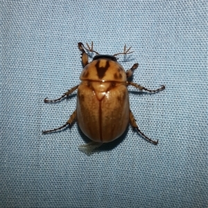 Cyclocephala signaticollis at Goulburn, NSW - 5 Dec 2024